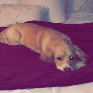 Meet your Posher, Shannon